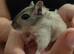 2 male gerbils