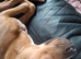 Staff pup