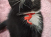 9 Beautifull kittens looking for loving homes.