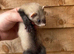 Female albinos x3