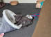 Persian cross British blue