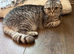 Scottish fold girl