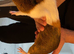 Guinea pig