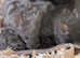 Rex coat fancy mice