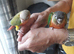 hand reared  yellow sided conures   Female sold
