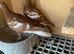 Pair of Red chocolate Muleumans racing pigeons 2026 RPRA ring