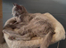 Beautiful russian blue girl in need new home