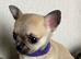 ️long and smooth coat chihuahuas ️