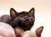 Oriental x Sphynx kitten