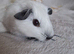 Baby Guinea Pigs