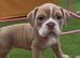 The Best New England Bulldogs…only 1 female left!!! Reduced!!