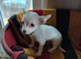 Jackawawa puppies