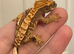 Various Crested Geckos