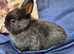 3 Male Pure Netherland Dwarfs