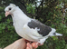Hand tame young fancy pigeon!