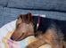 9 month old Patterdale