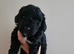 F1B Cockapoo puppies