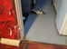 Kittens for sale