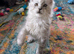 TICA Registered Maine Coon Kitten