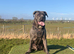 Amazing cane corso