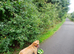 Friendly Labrador looking for new home