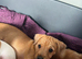 Jack Russell Puppies for sale