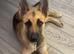 Malinois cross german shepherd