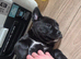 6 of 12 Cane Corso X Husky