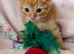 Striking Ginger Tabby male kitten RE AVAILABLE