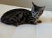 2 bengal x
