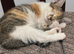 Kitten for sale
