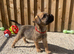 KC BORDER TERRIERS