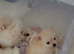 Ready now !!!!!1 beautiful Pomeranian female left !!!