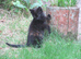 PRETTY FARM REARED KITTEN