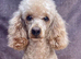 Looking for a full size poodle puppy bitch