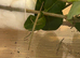 Indian stick insects