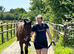 Thoughbread x Irish sport horse