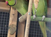DNA & proven pair ringneck