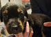Rottweiler puppies