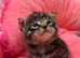 Pedigree Maine Coon x Ragdoll x Ready 30th October