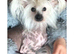 Chinese Crested powderpuff boy