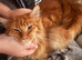 Mufasa Needing A Urgent Home.