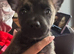 frenchie cross malinois