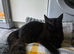 X2 sisters one black fluffy one tabby