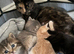 British blue cross Norwegian forest kittens