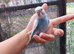 Budgies for sale