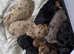 Beautiful litter of working cocker spaniels