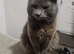 2 &times; British Longhair Adult Cats