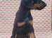Doberman puppies 1x boy left