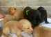 Fox red Labrador Labrador Retriever & Lurcher Hybrid